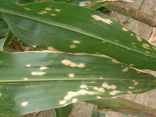 Pests and diseases control in different growth periods of corn